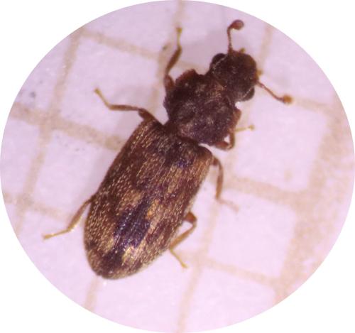 Synchita undata